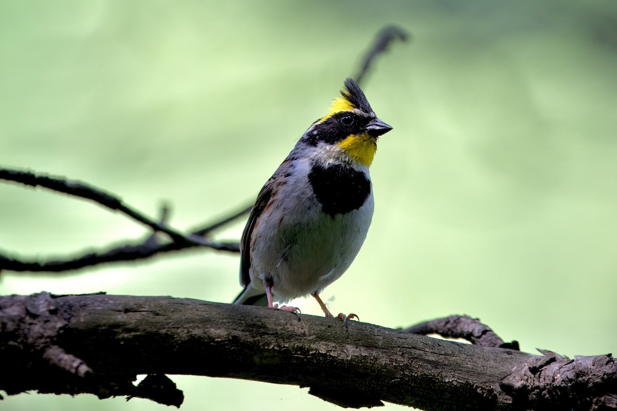 Yellow-throated Bunting - ML637257837