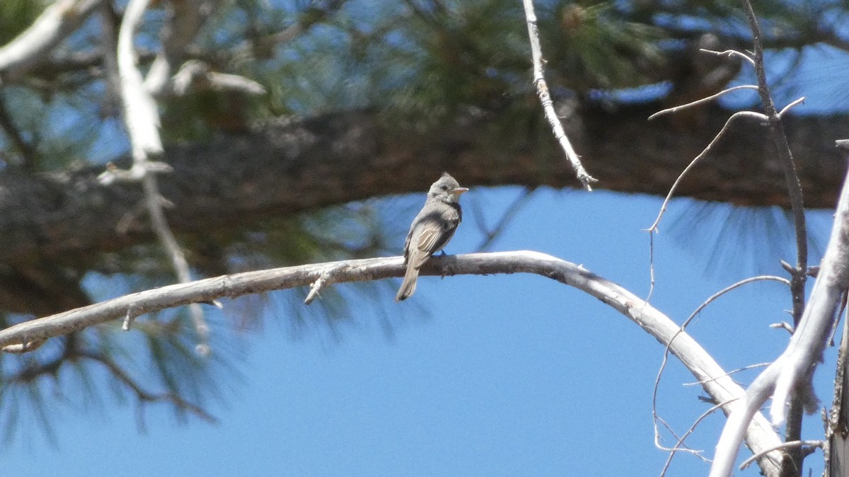 Greater Pewee - ML637257881