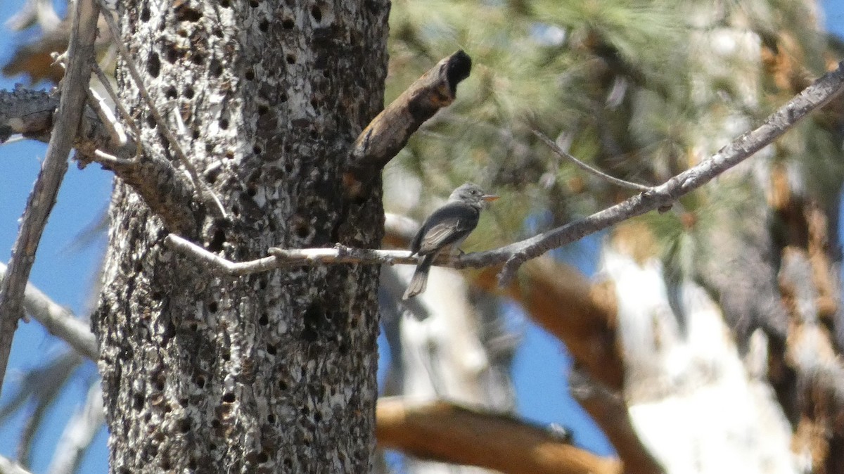 Greater Pewee - ML637257882