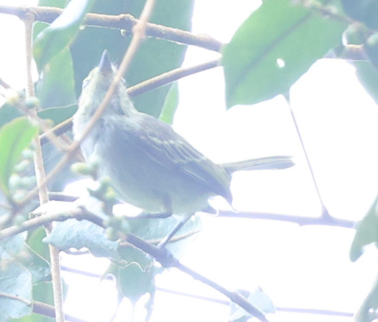 エクアドルヒゲハエトリ - ML637258001