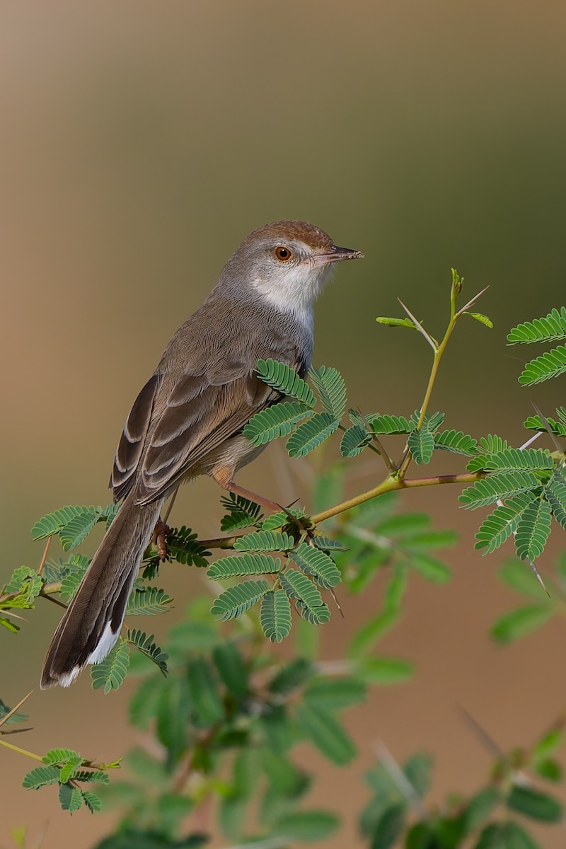Rufous-fronted Prinia - ML637258005