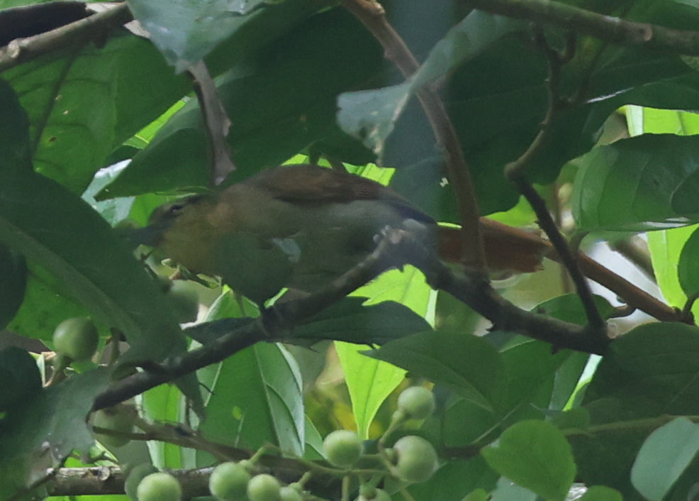 Russet Antshrike - ML637258028