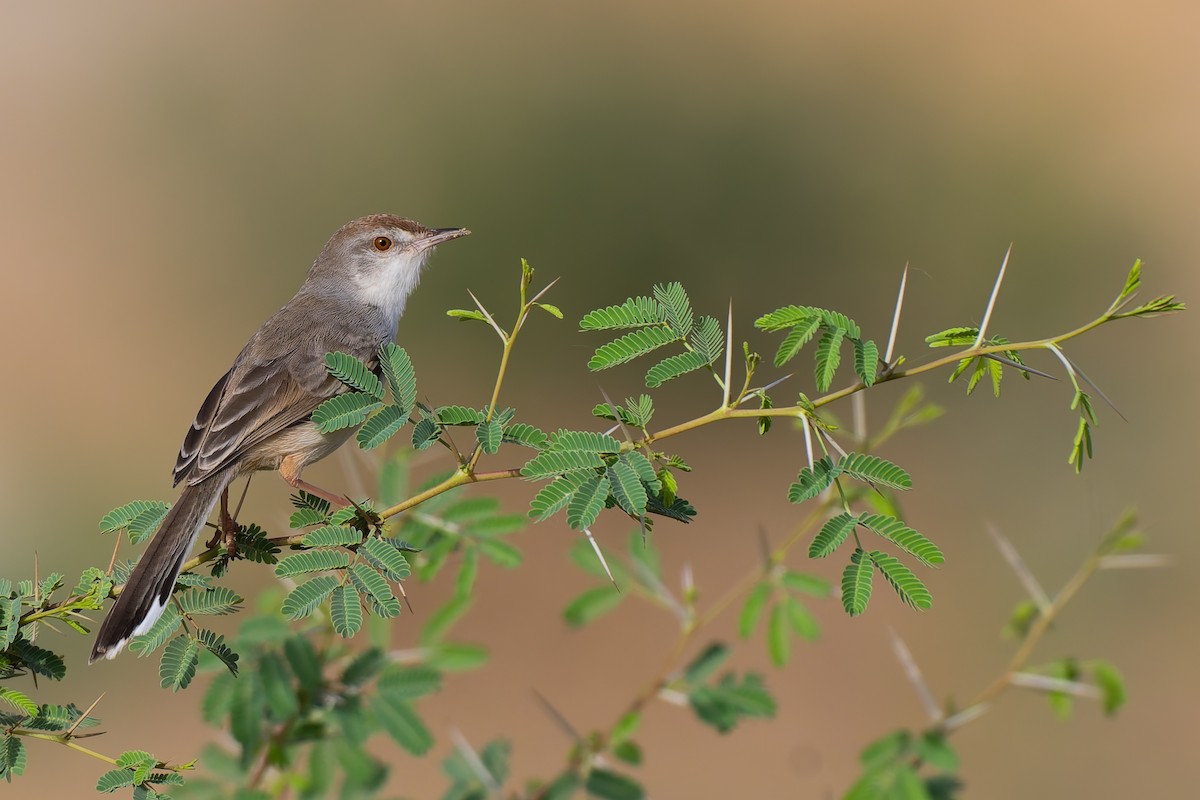 Rufous-fronted Prinia - ML637258029
