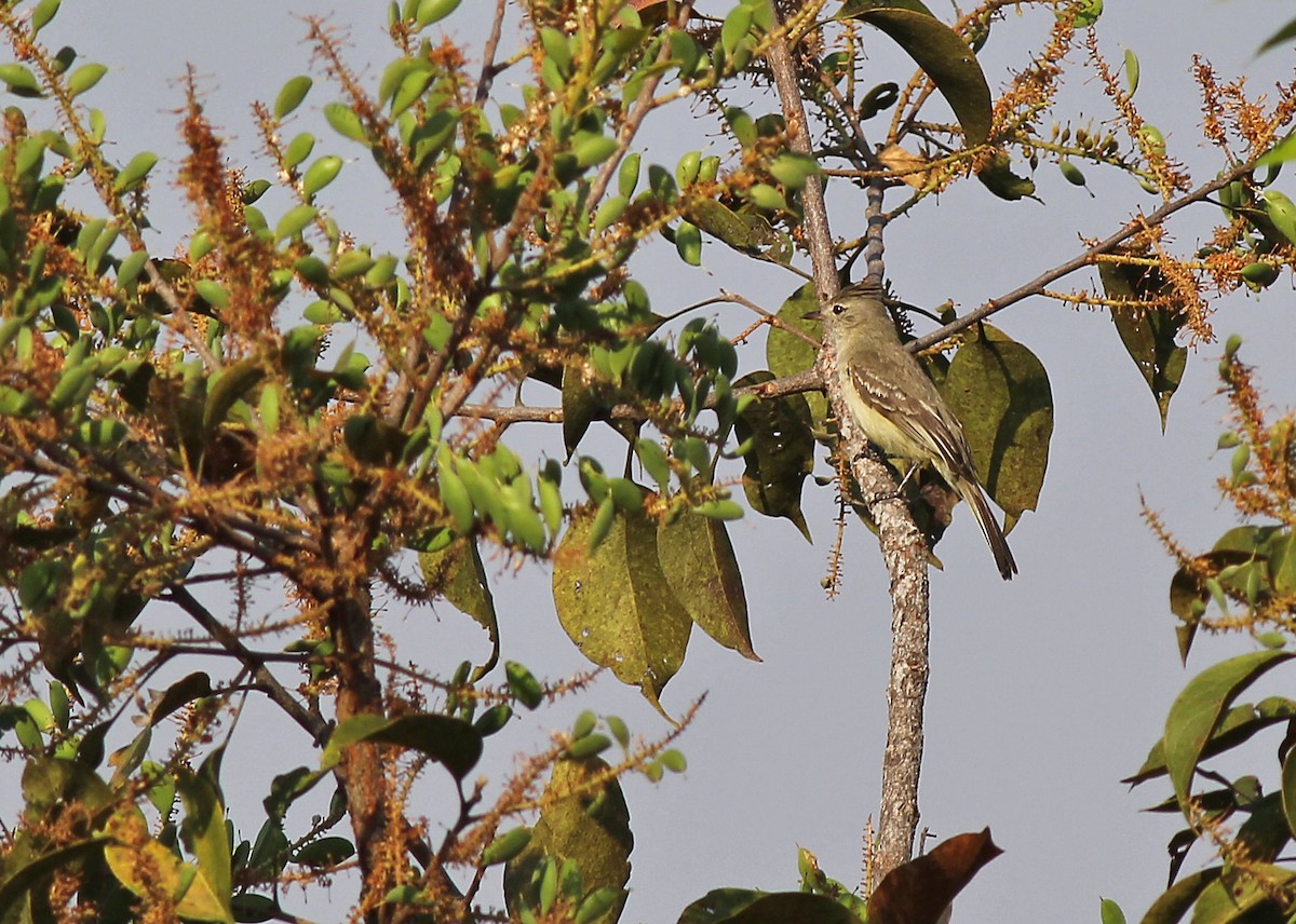 Plain-crested Elaenia - ML637258068