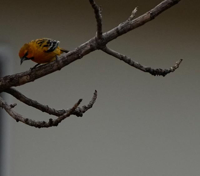 Streak-backed Oriole - ML637258069