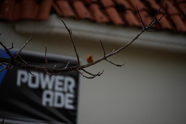 Streak-backed Oriole - ML637258070