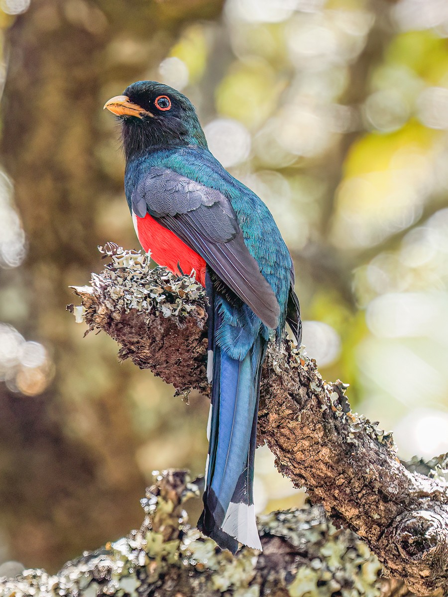 Mountain Trogon - ML637258128
