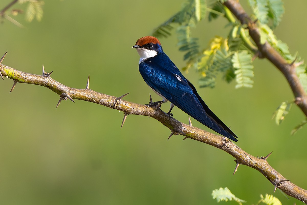 Wire-tailed Swallow - ML637258136