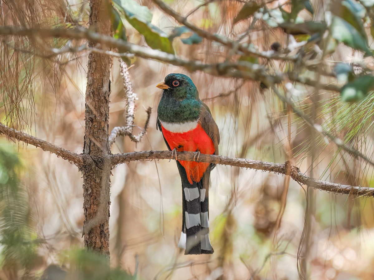 Mountain Trogon - ML637258151