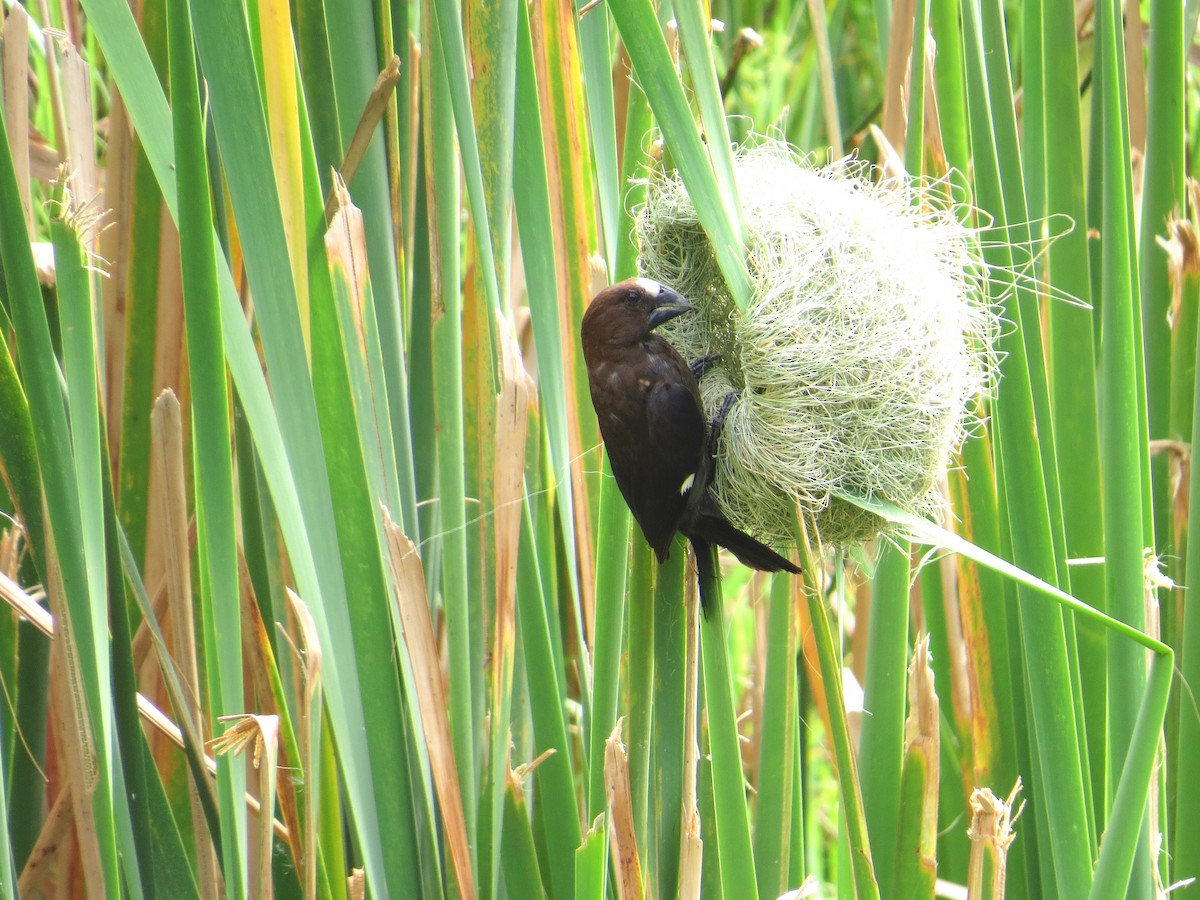 Grosbeak Weaver - ML637258152