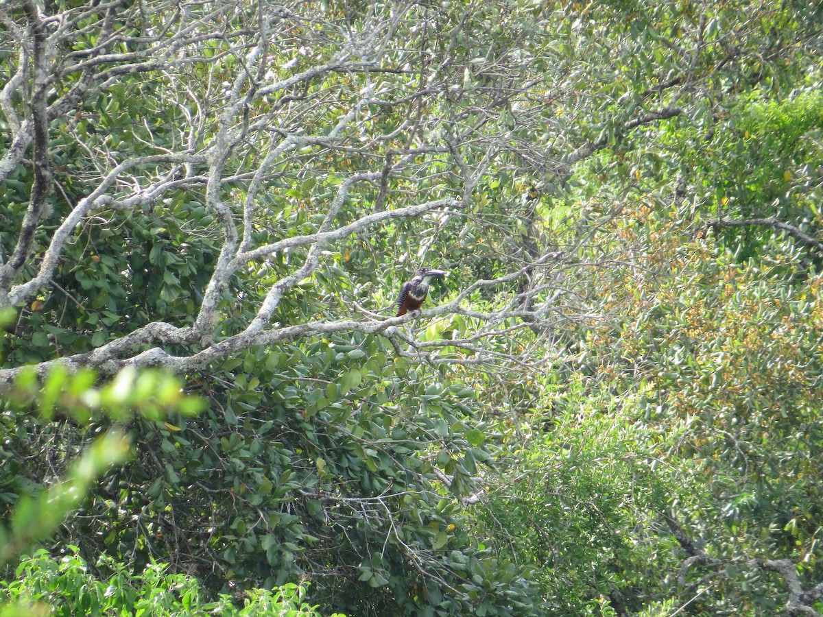 Giant Kingfisher - ML637258166