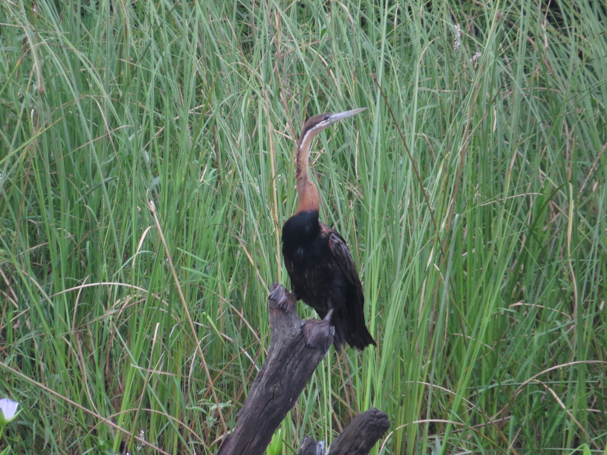 African Darter - ML637258170