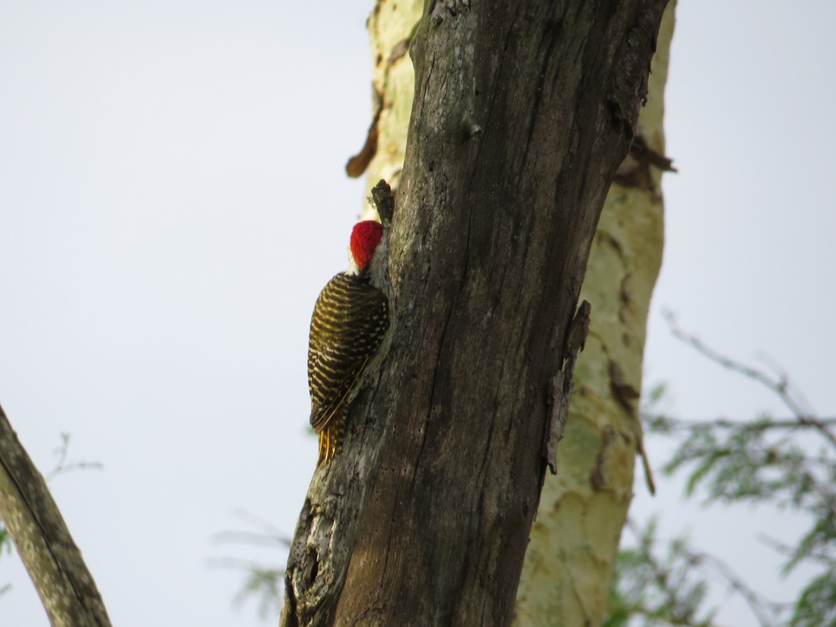 Cardinal Woodpecker - ML637258223