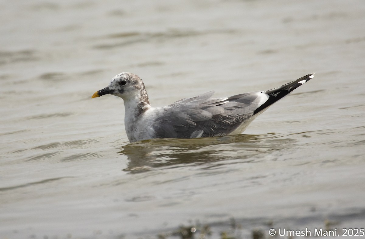 Sabine's Gull - ML637258231