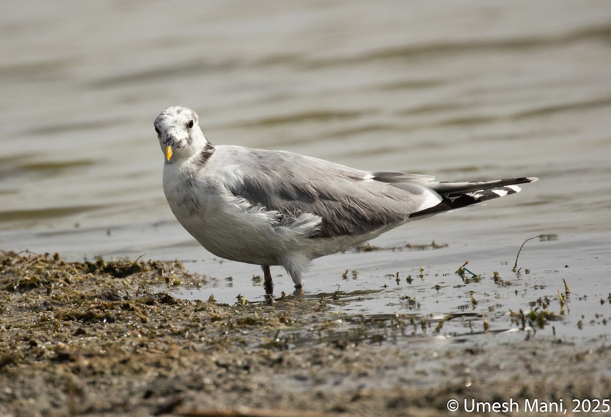 Sabine's Gull - ML637258232