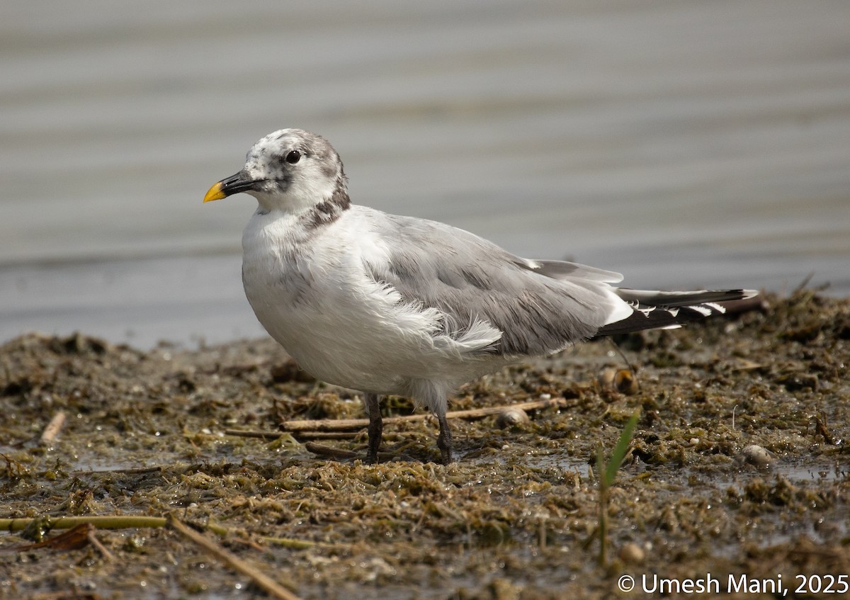 Sabine's Gull - ML637258233