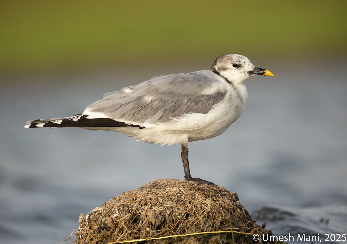 Sabine's Gull - ML637258288