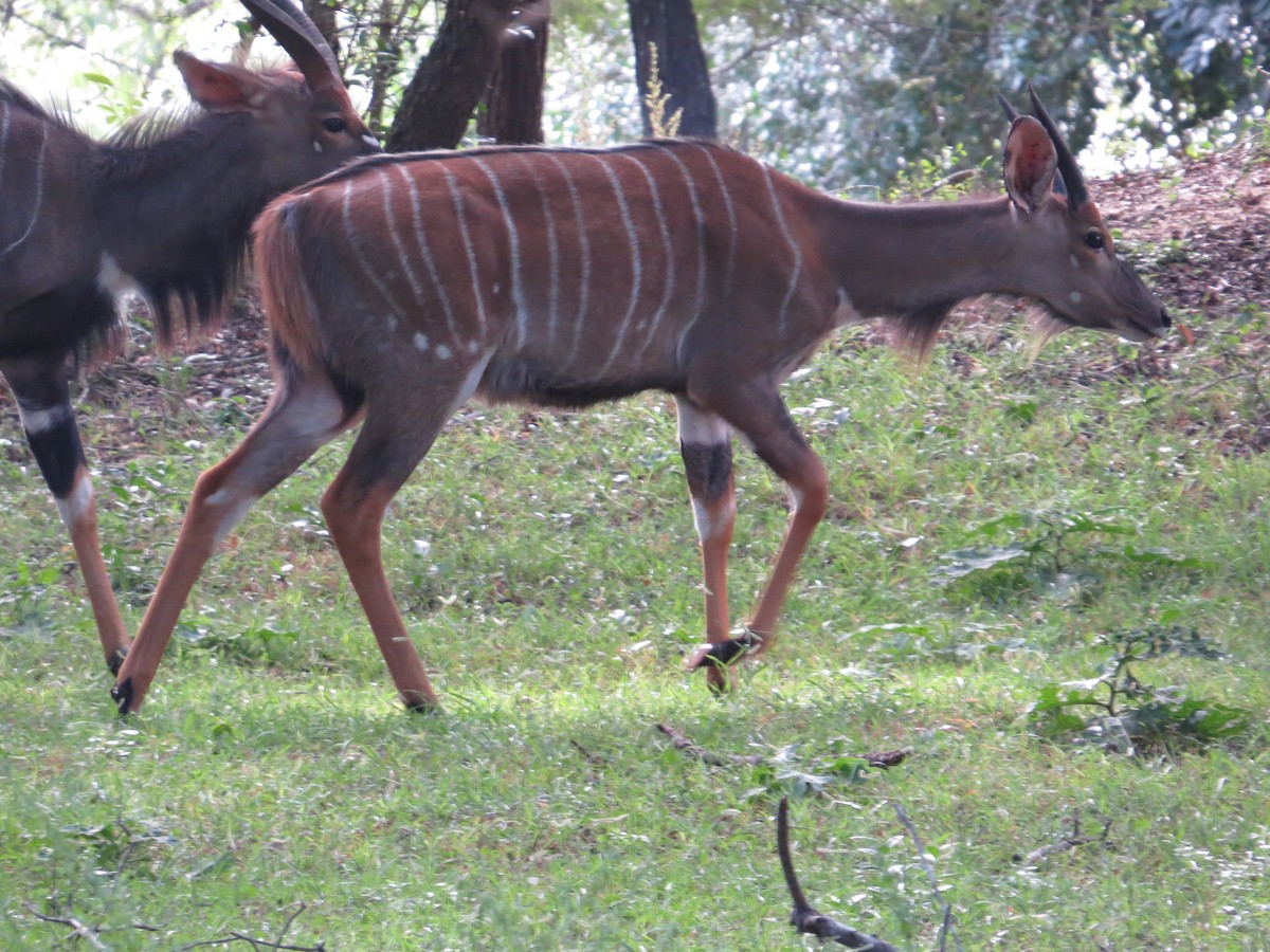 Mammals - ML637258320