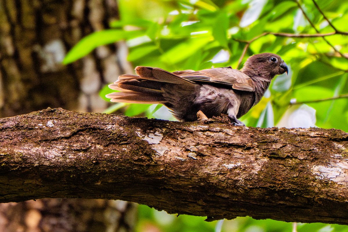 Seychelles Parrot - ML637258331