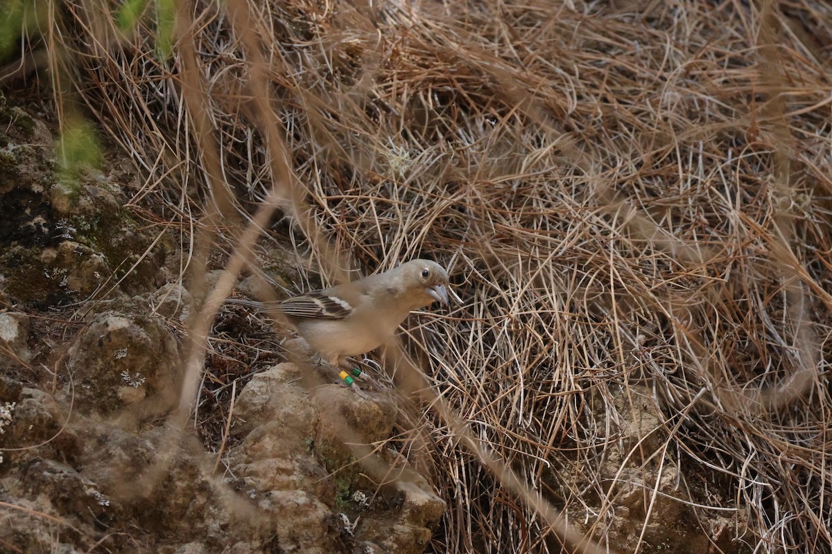 Gran Canaria Blue Chaffinch - ML637258369