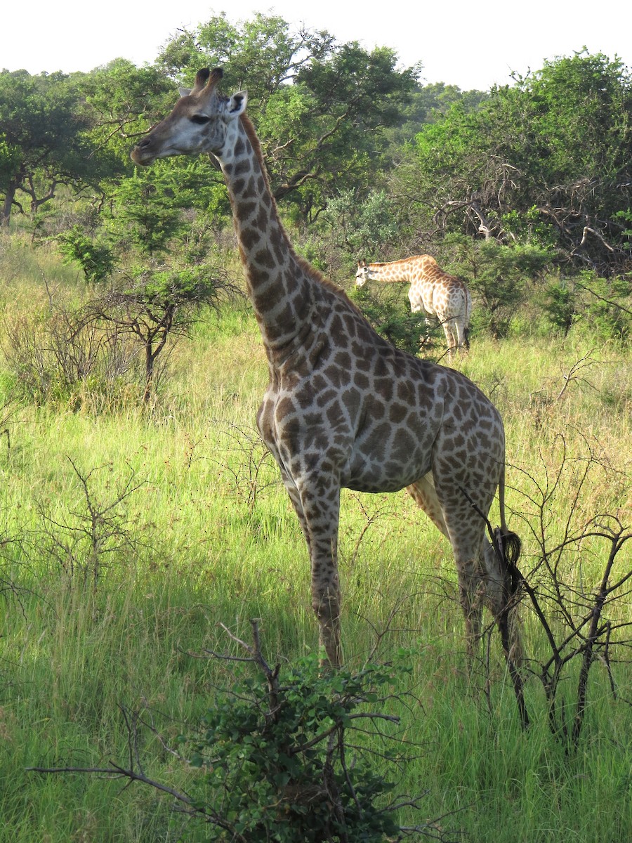 Southern Giraffe - ML637258400