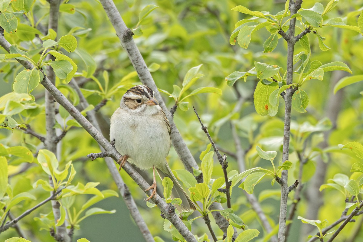 Clay-colored Sparrow - ML637258433