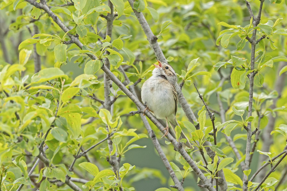 Clay-colored Sparrow - ML637258434