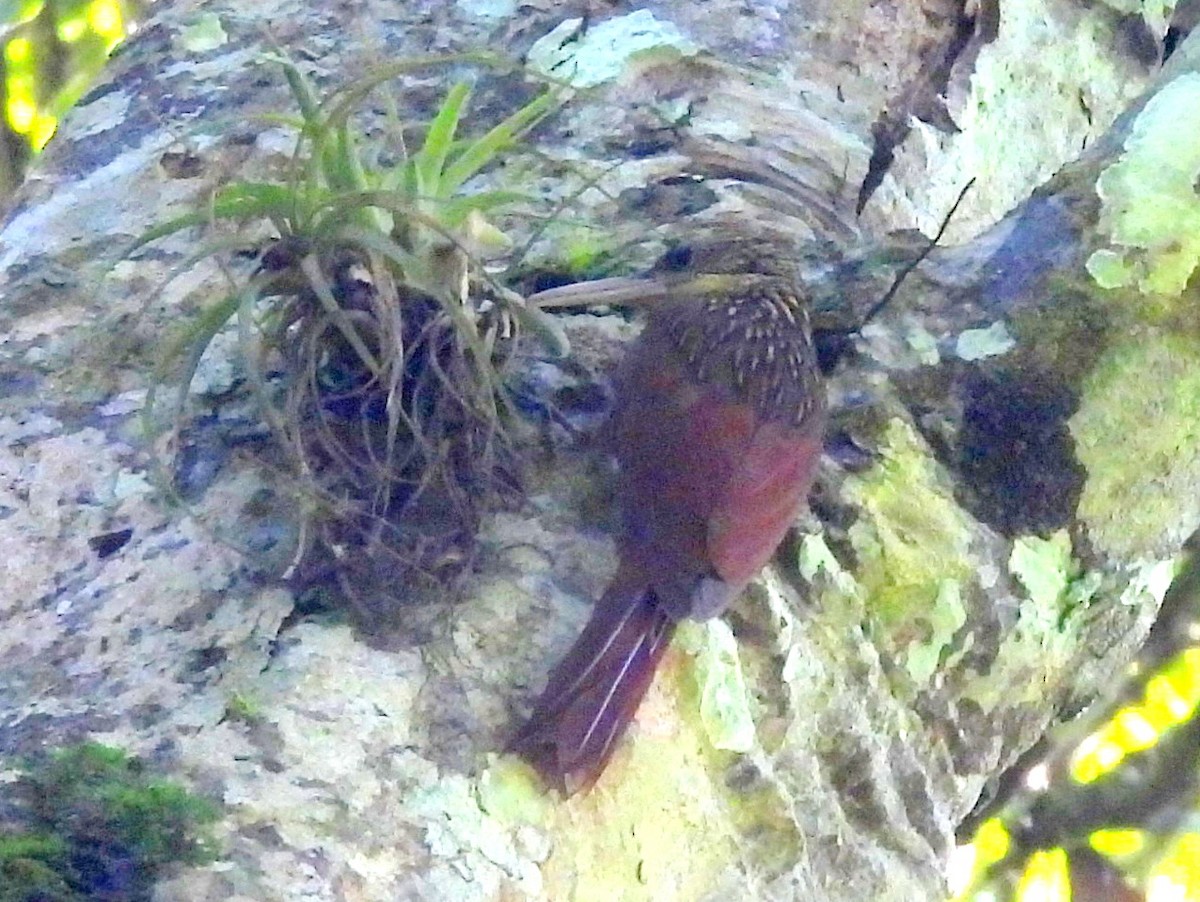 Ivory-billed Woodcreeper - ML637258457
