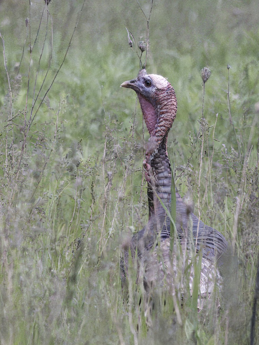 Wild Turkey - ML637258532