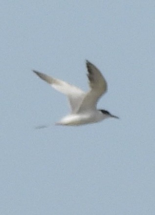 Forster's Tern - ML637258565