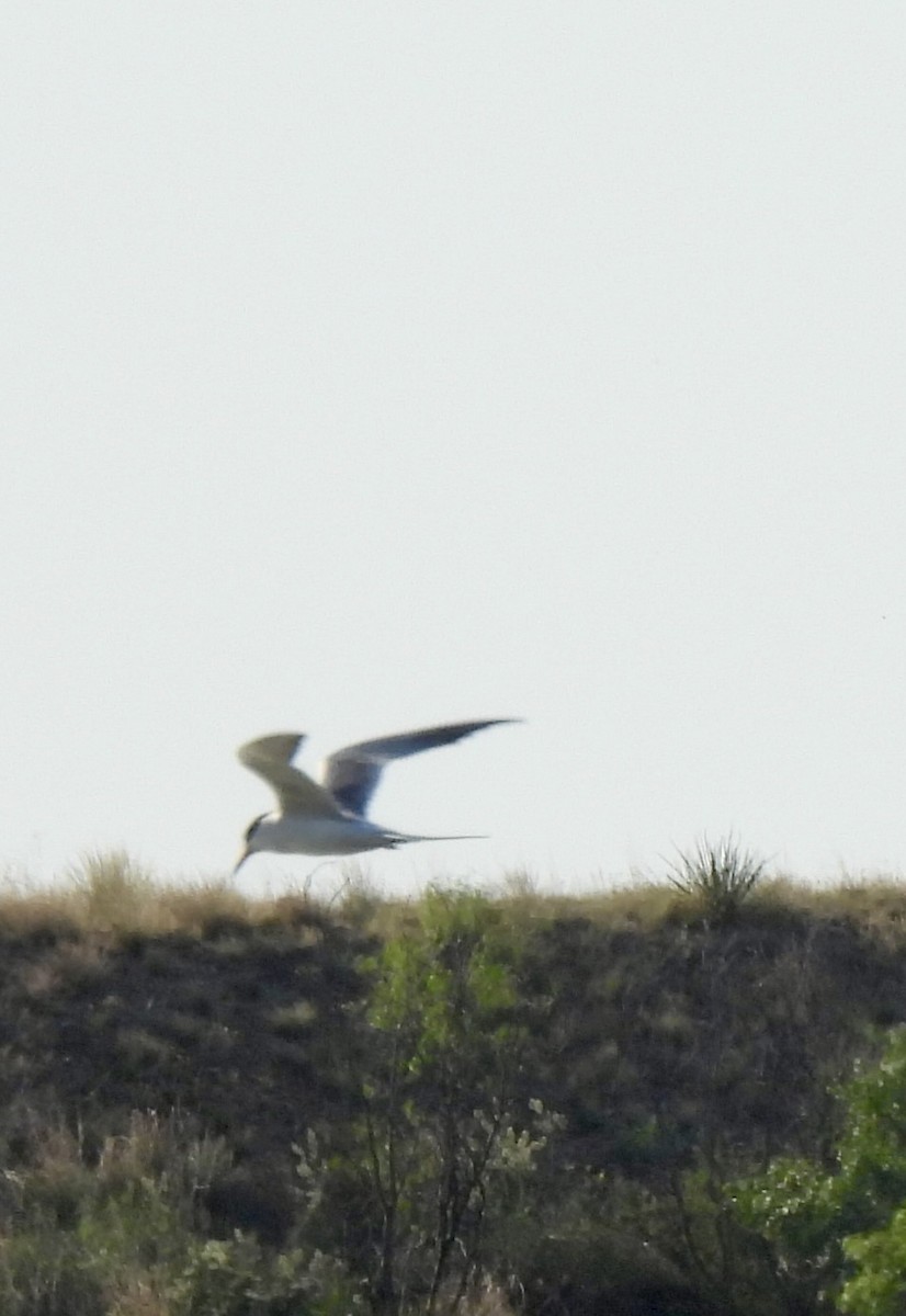 Forster's Tern - ML637258566