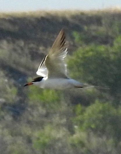 Forster's Tern - ML637258568