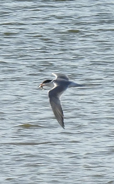 Forster's Tern - ML637258569