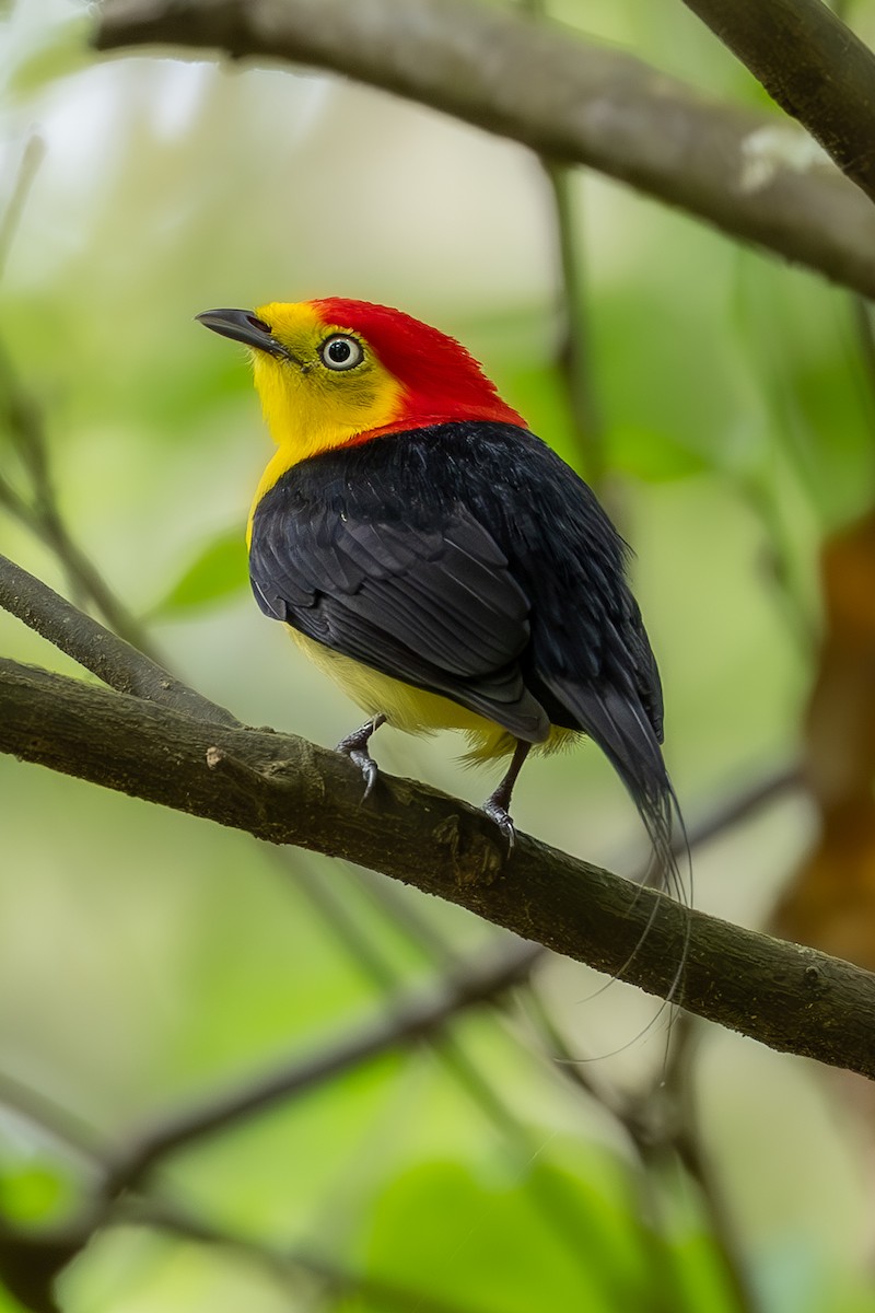 Wire-tailed Manakin - ML637258571