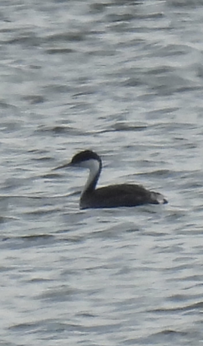 Western Grebe - ML637258605