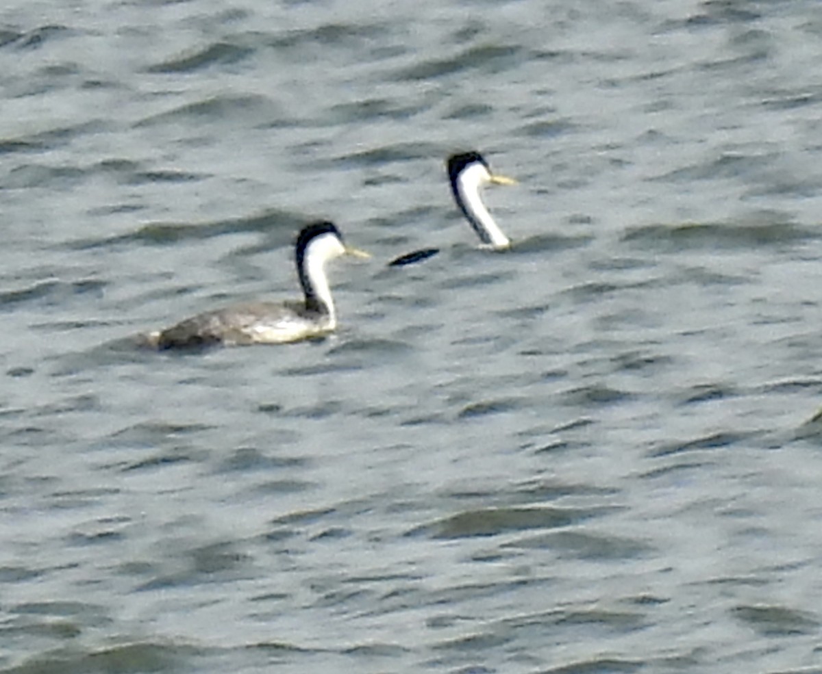 Western Grebe - ML637258606