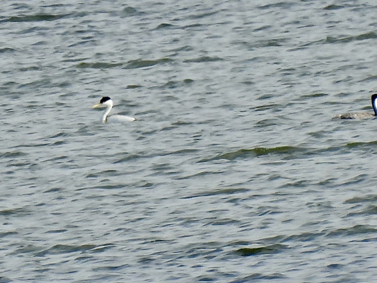 Western Grebe - ML637258607