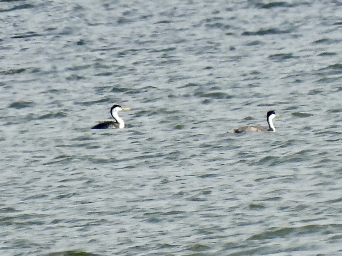 Western Grebe - ML637258608