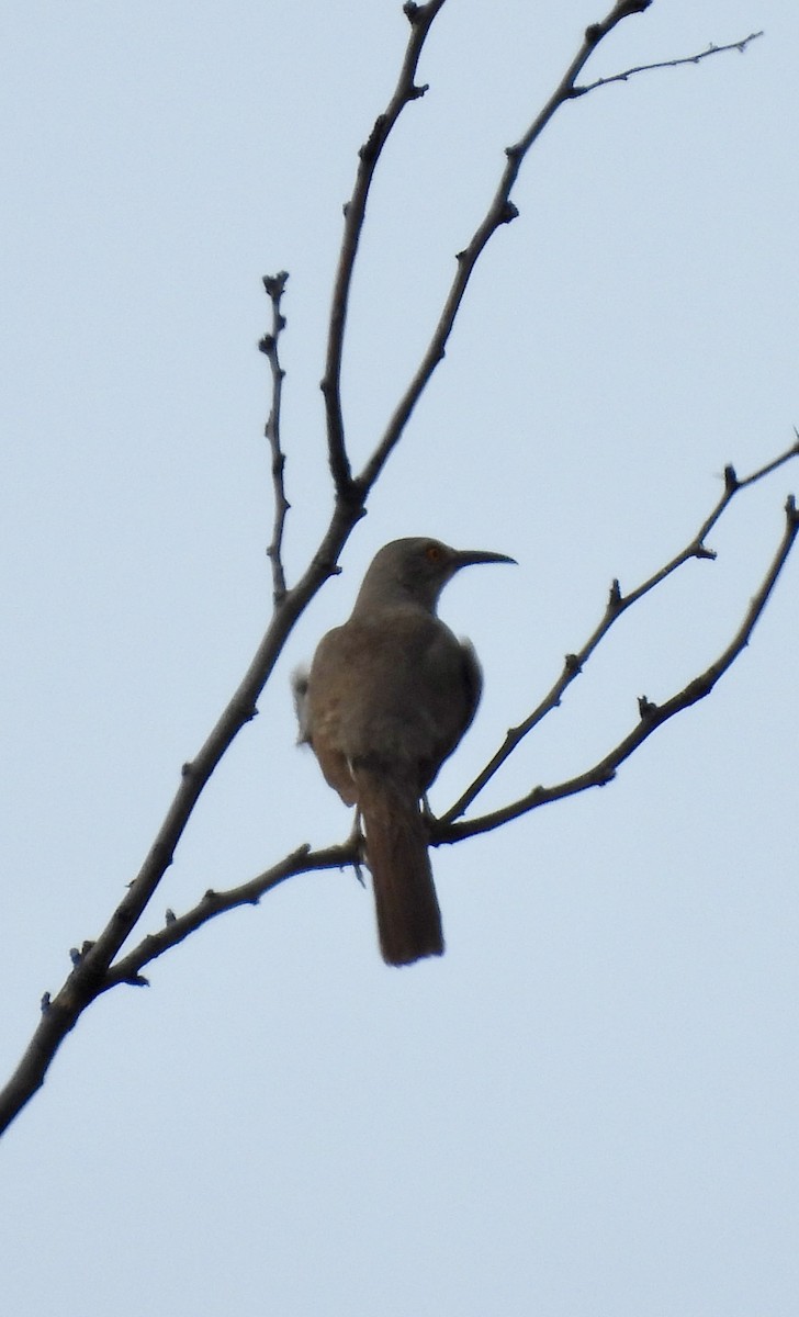 Curve-billed Thrasher - ML637258622