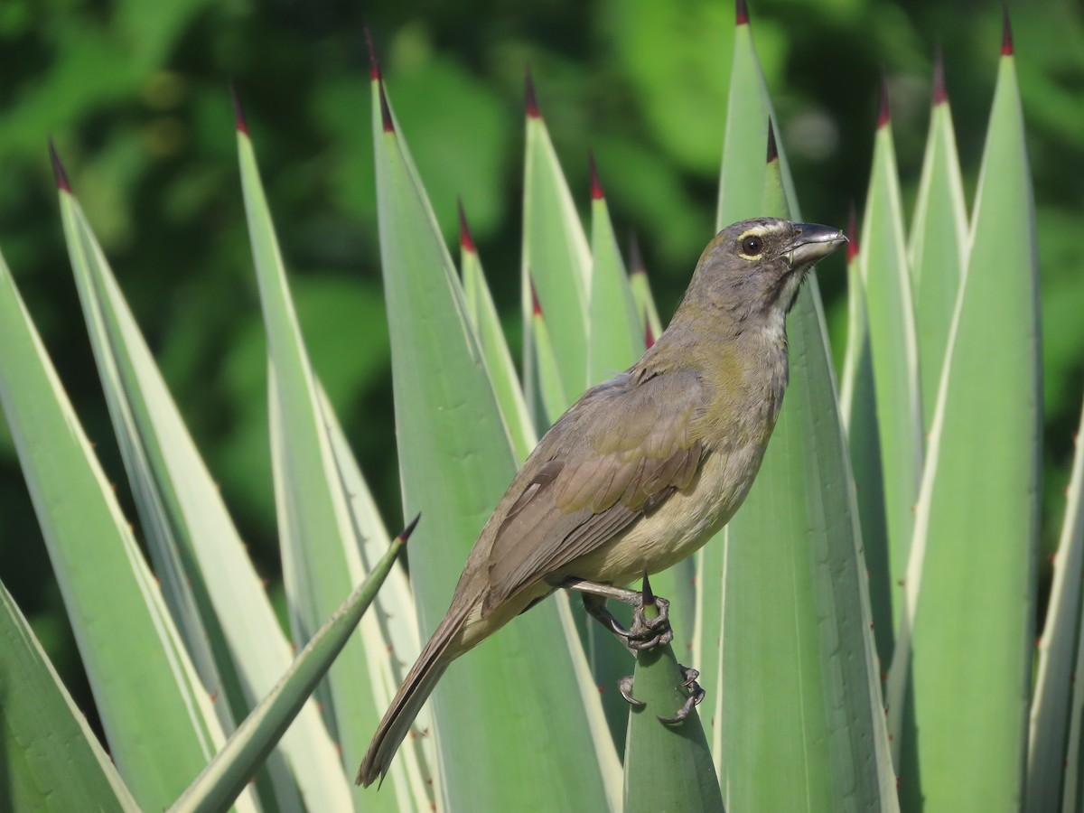 Olive-gray Saltator - ML637258626