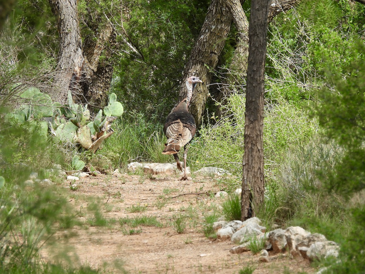 Wild Turkey - ML637258632