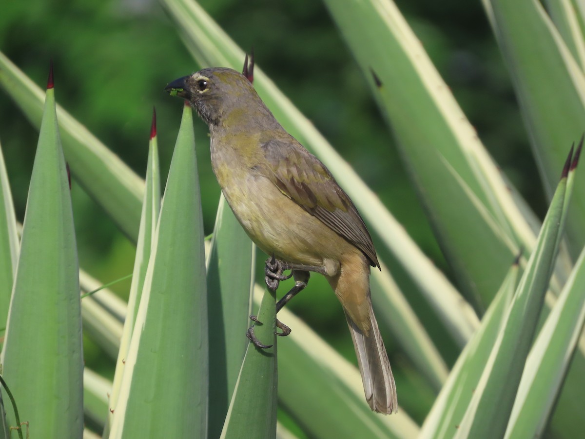 Olive-gray Saltator - ML637258635