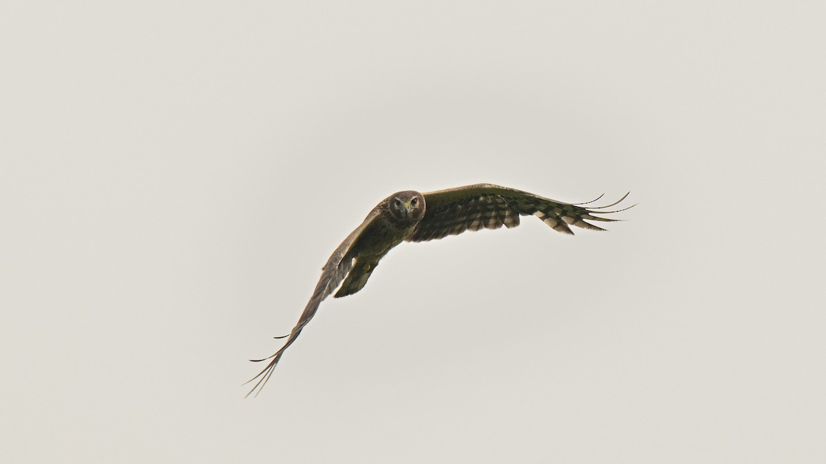 Northern Harrier - ML637258641