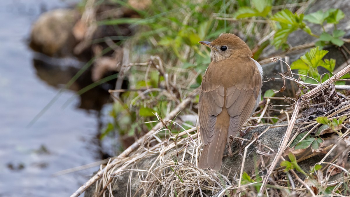 Veery - ML637258650