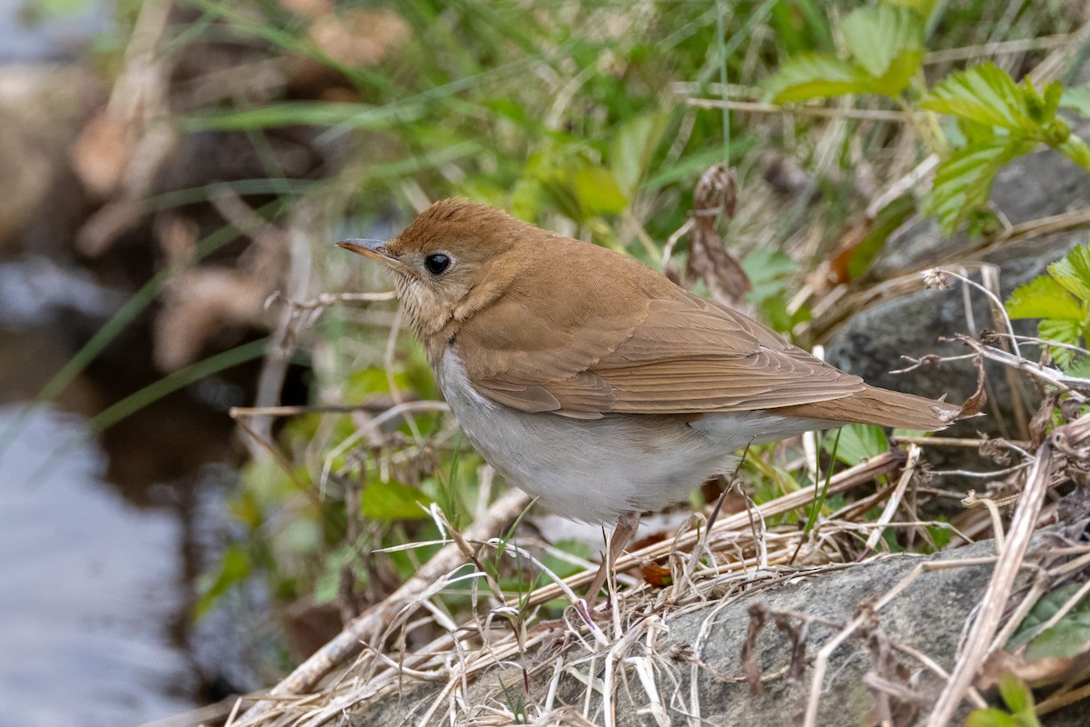 Veery - ML637258661