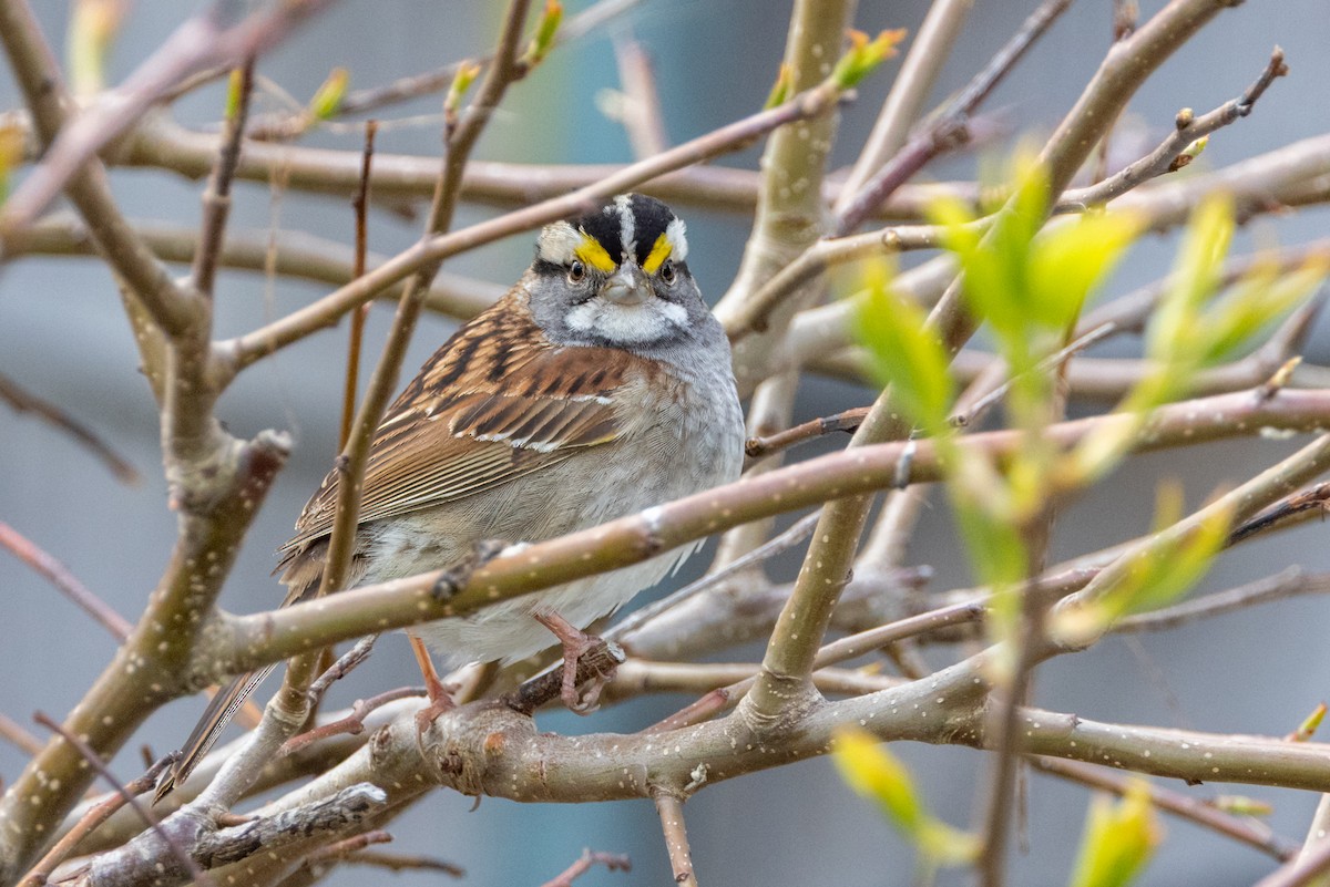 White-throated Sparrow - ML637258696
