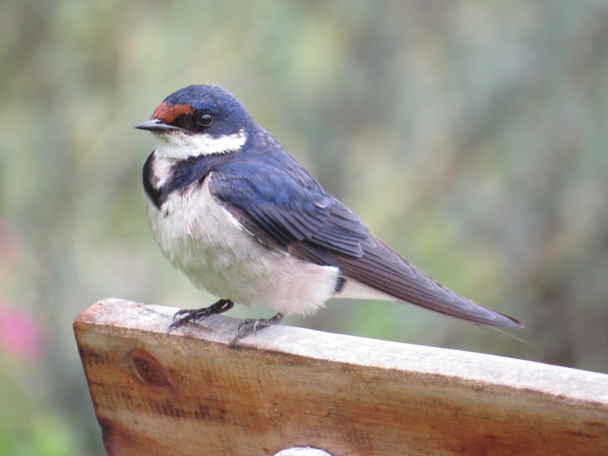 White-throated Swallow - ML637258703