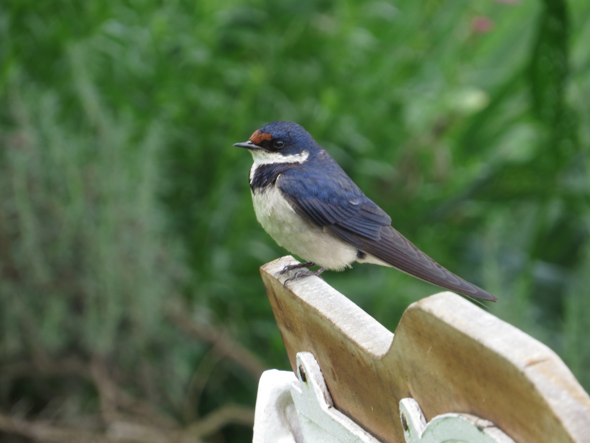 White-throated Swallow - ML637258708