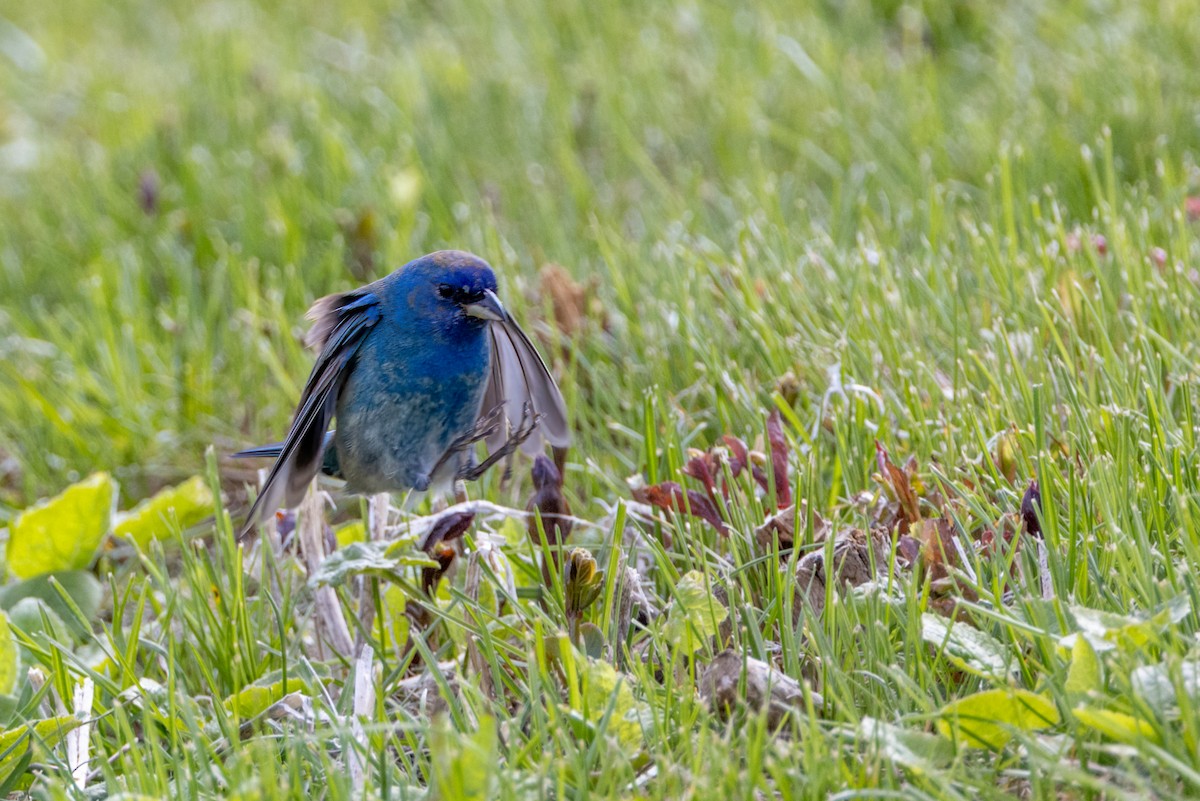 Indigo Bunting - ML637258709