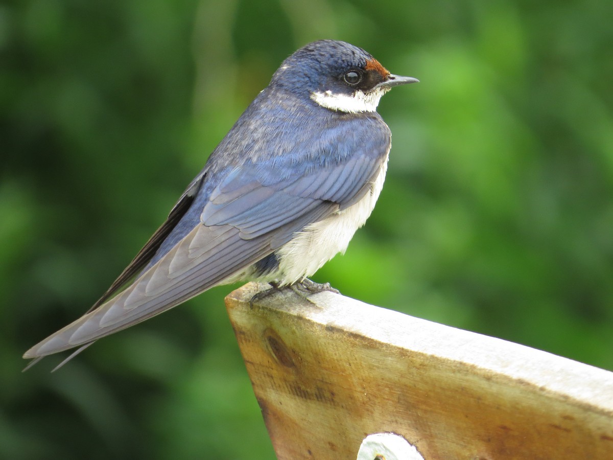 White-throated Swallow - ML637258721